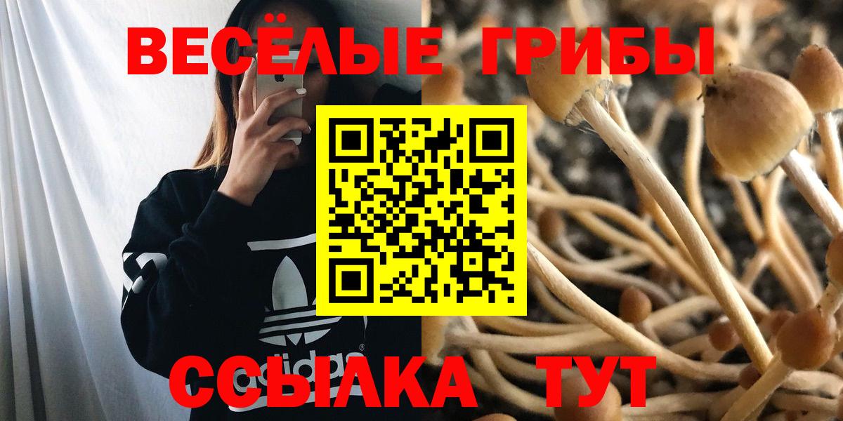 Галлюциногенные грибы Psilocybe Пятигорск
